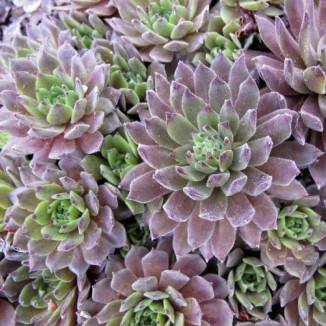 Sempervivum Zorba Rojnik