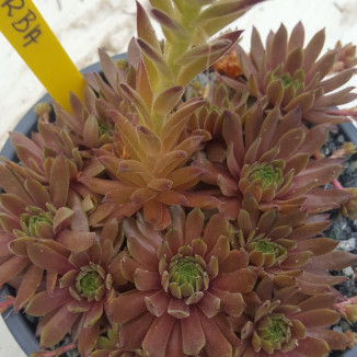 Sempervivum Zorba Rojnik