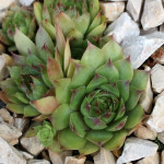 Sempervivum Zjivuraor Rojnik