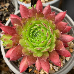 Sempervivum Zircon II Rojnik