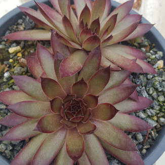 Sempervivum Zircon II Rojnik