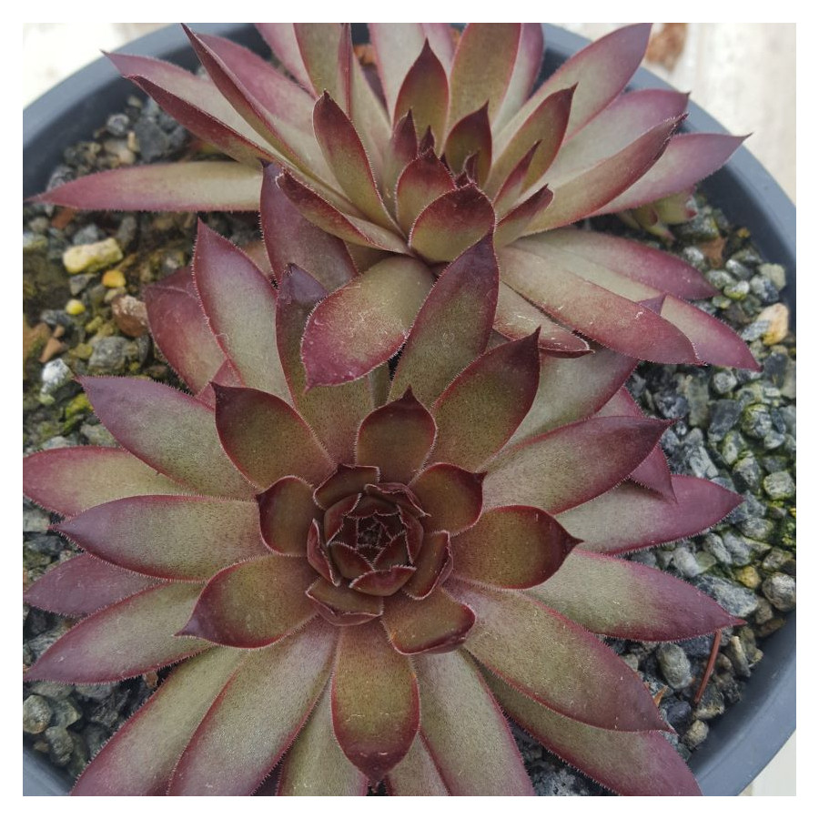 Sempervivum Zircon II Rojnik