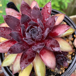 Sempervivum Zircon II Rojnik