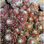 Sempervivum Zinaler Rothorn...