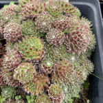 Sempervivum Zilver Prinsesje Rojnik