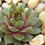 Sempervivum Zhane Rojnik