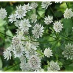 Astrantia major Astra White Jarzmianka większa- Rośliny od Ogrodnika Szkółka Barcikowscy