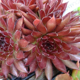 Sempervivum Zannalee Rojnik