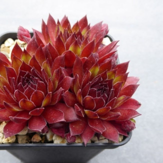 Sempervivum Youville Rojnik