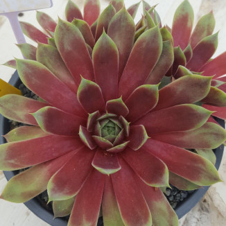 Sempervivum Yolanda