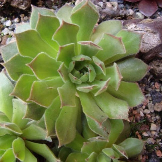 Sempervivum Ymir Rojnik