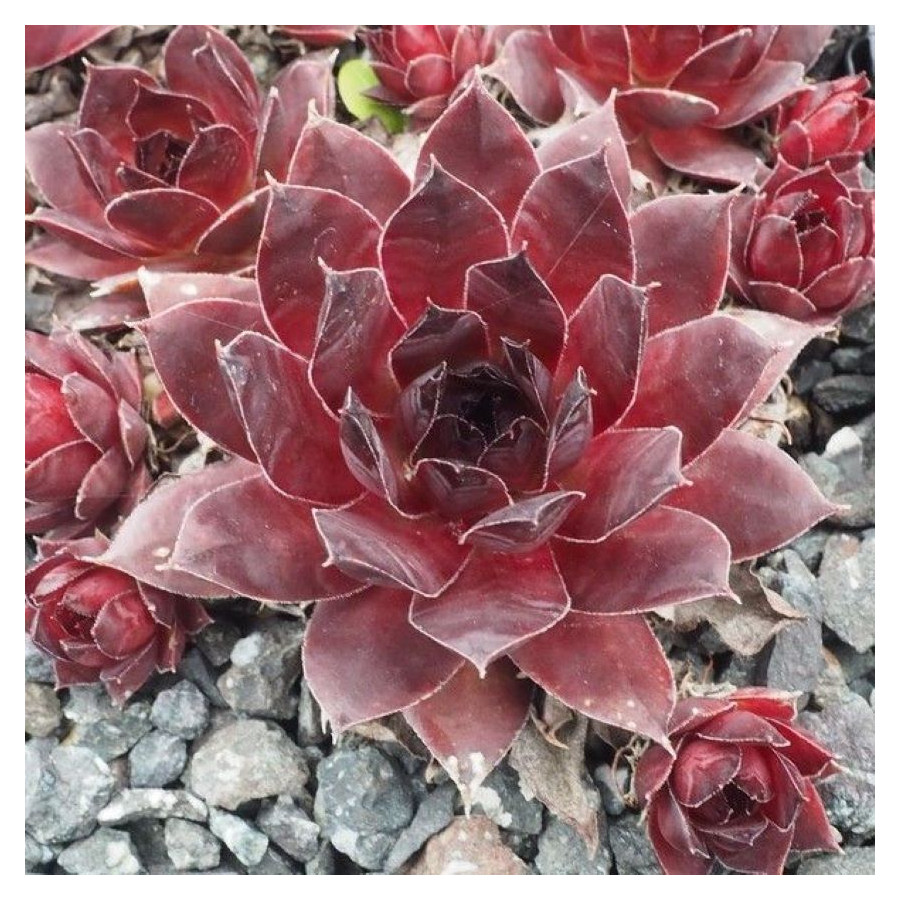 Sempervivum Xaveria Rojnik