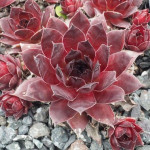 Sempervivum Xaveria Rojnik