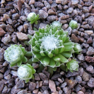 Sempervivum Xandra Rojnik