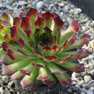 Sempervivum Woodland Glade...