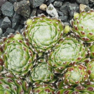 Sempervivum Wolllaus Rojnik