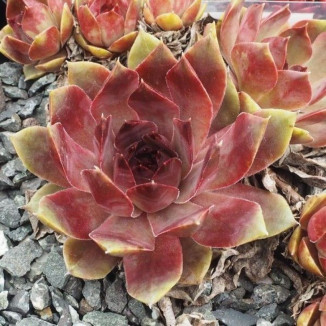 Sempervivum Wok Rojnik