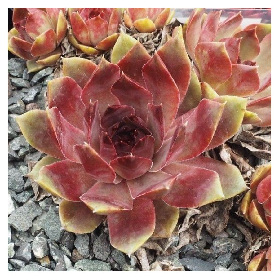 Sempervivum Wok Rojnik