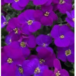 Aubrieta hybrida Audrey Purple Shades Żagwin