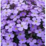 Aubrieta hybrida Audrey Blue Shades Żagwin