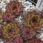 Sempervivum Wiedehopf Rojnik
