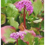 Bergenia cordifolia Shoeshine Rose Bergenia sercolistna