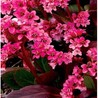 Bergenia x bybrida Vintage...