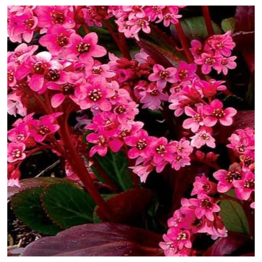 Bergenia x bybrida Vintage Pink Bergenia- Rośliny od Ogrodnika Szkółka Barcikowscy