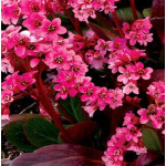 Bergenia x bybrida Vintage Pink Bergenia- Rośliny od Ogrodnika Szkółka Barcikowscy