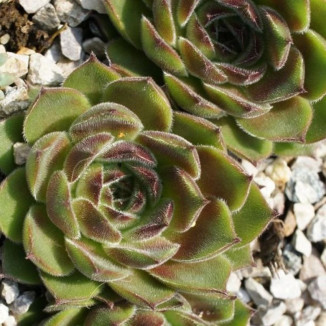 Sempervivum Twist Rojnik