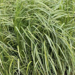 Calamagrostis Overdam