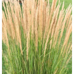 Calamagrostis acutiflora Overdam Trzcinnik ostrokwiatowy