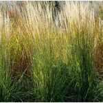 Calamagrostis acutiflora Overdam Trzcinnik ostrokwiatowy