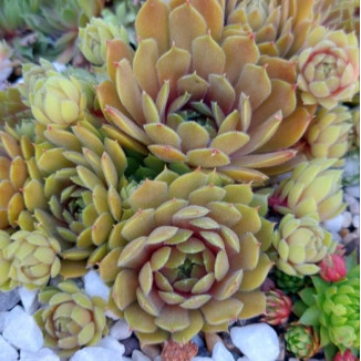 Sempervivum Tracy Sue Rojnik