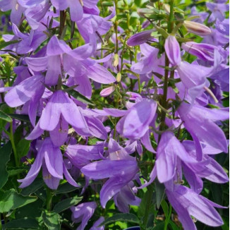 Campanula Gaudi Violet Dzwonek  - Rośliny od Ogrodnika Szkółka Barcikowscy