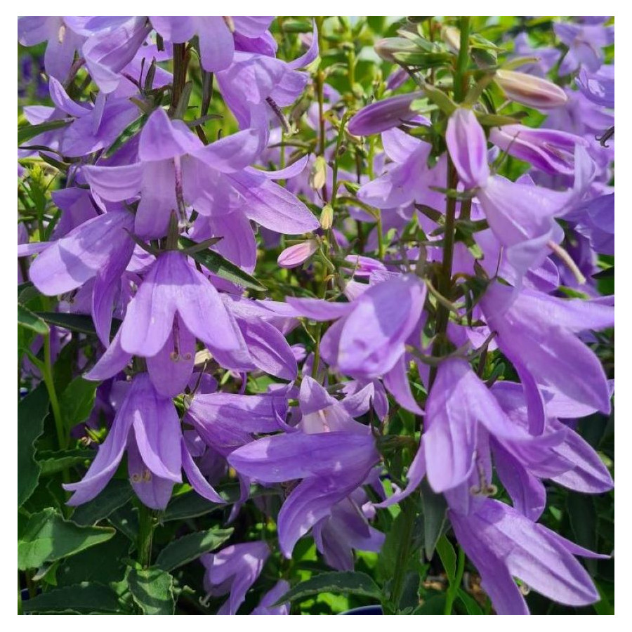 Campanula Gaudi Violet Dzwonek  - Rośliny od Ogrodnika Szkółka Barcikowscy