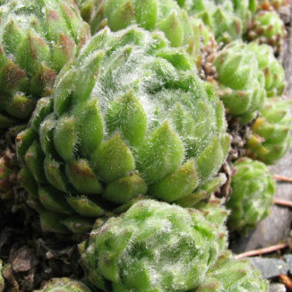 Sempervivum Tingle Rojnik