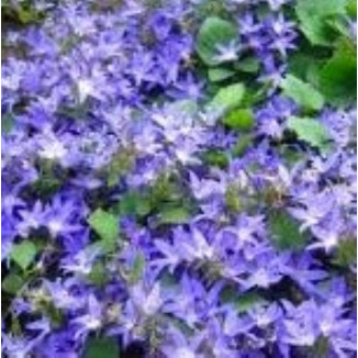 Campanula lactiflora Prichard's Variety Dzwonek- Rośliny od Ogrodnika Szkółka Barcikowscy