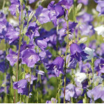 Campanula persicifolia Grandiflora Dzwonek brzoskwiniolistny