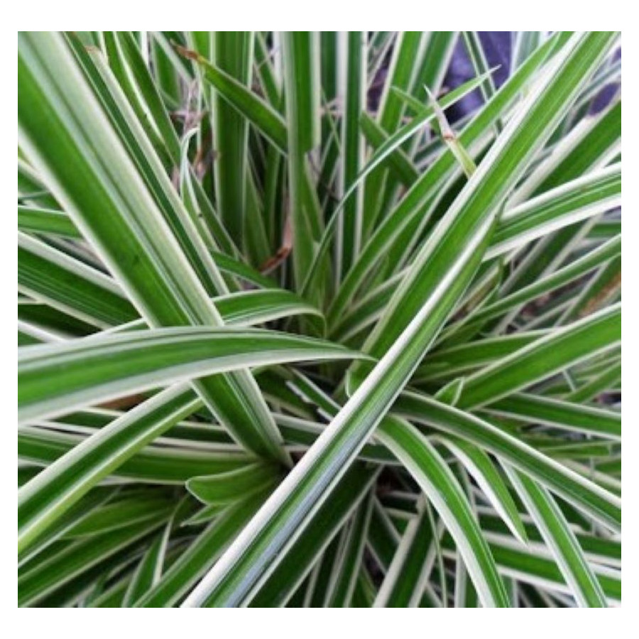 Carex morrowii Ice Dance Turzyca japońska-Rośliny od Ogrodnika Szkółka Barcikowscy