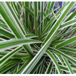 Carex morrowii Ice Dance Turzyca japońska-Rośliny od Ogrodnika Szkółka Barcikowscy