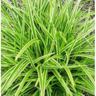 Carex morrowii Ice Dance Turzyca japońska-Rośliny od Ogrodnika Szkółka Barcikowscy