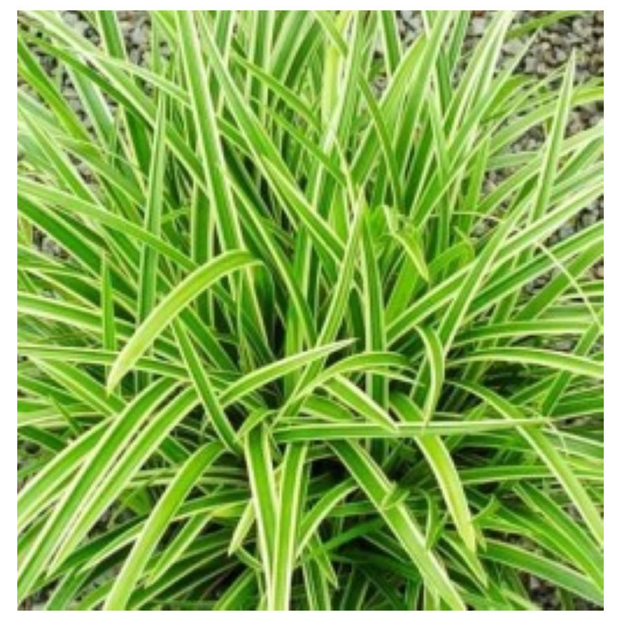 Carex morrowii Ice Dance Turzyca japońska-Rośliny od Ogrodnika Szkółka Barcikowscy