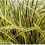 Carex morrowii Vanilla Ice Turzyca japońska- Rośliny od Ogrodnika Szkółka Barcikowscy