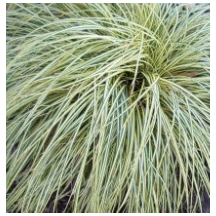 Carex oshimensis Evergold Turzyca oszimska- Rośliny od Ogrodnika Szkółka Barcikowscy