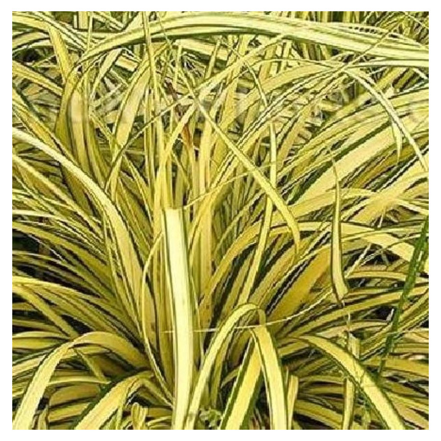 Carex oshimensis Evergold Turzyca oszimska- Rośliny od Ogrodnika Szkółka Barcikowscy