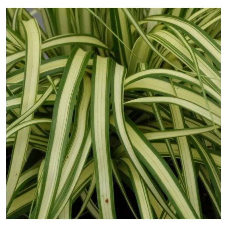 Carex oshimensis Maxigold Turzyca oszimska- Roślliny od Ogrodnika Szkółka Barcikowscy