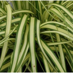 Carex oshimensis Maxigold Turzyca oszimska- Roślliny od Ogrodnika Szkółka Barcikowscy