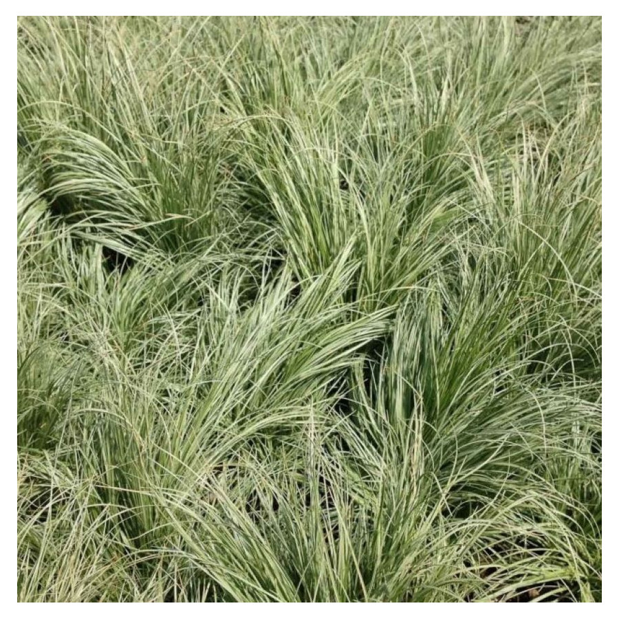 Carex albula Frosted Curls Turzyca biaława- Rośliny od Ogrodnika Szkółka Barcikowscy