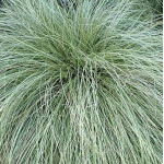 Carex albula Frosted Curls Turzyca biaława- Rośliny od Ogrodnika Szkółka Barcikowscy